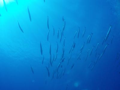 初めての成田→パラオへ♪