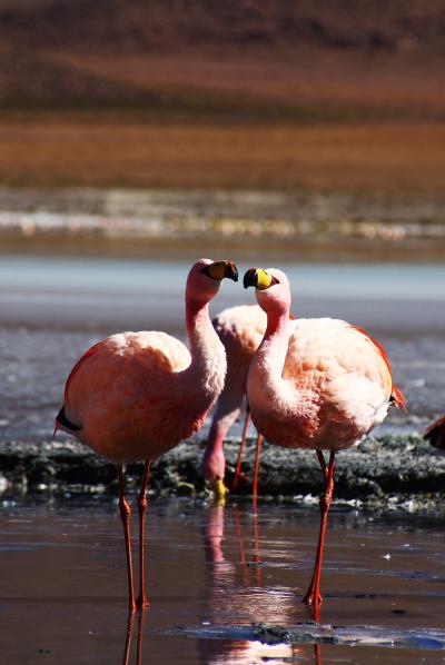 過酷な絶景ルート＠アタカマ高地からウユニへの旅④ウユニツアーDAY2砂漠と湖とフラミンゴ