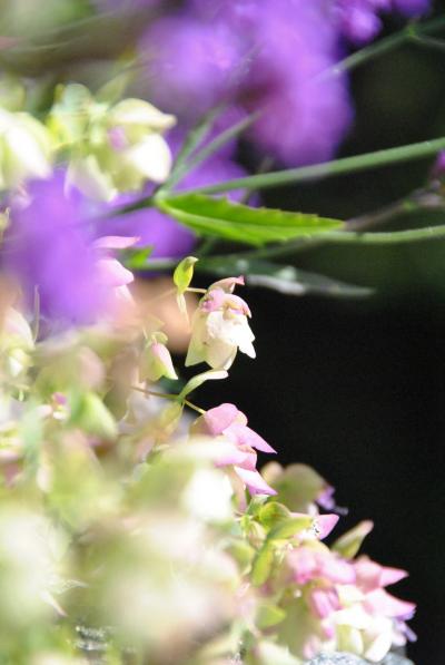 Canada　バンクーバー　世界でいちばん住みたい街(15/24)　バン・デューセン植物園（7月14日）　～ミツバチばあやの冒険～