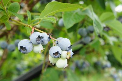 8月上旬の旅 仁木トンデンファーム&ブルーベリー狩り ついでの積丹