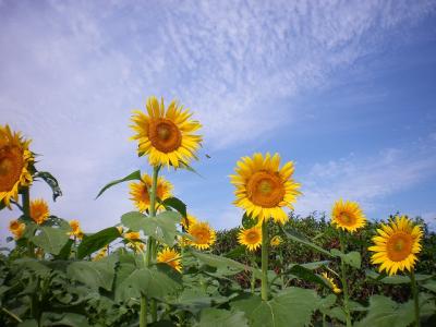 ドバッと開花10万本「2013年　清瀬ひまわりフェスティバル」