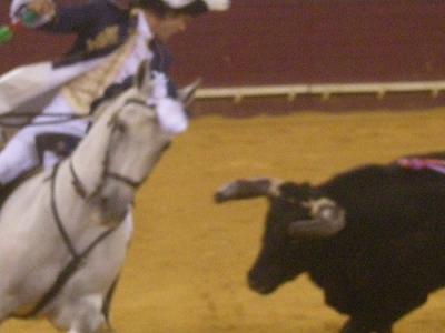 馬が躍る！ポルトガルの優雅な「騎馬闘牛」