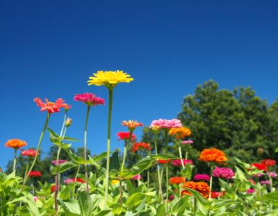 夏の終わりにお花を求めて・・・　☆国営みちのく杜の湖畔公園☆