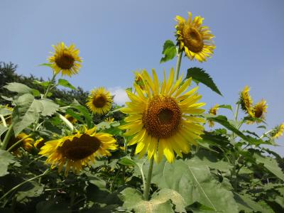 ひまわり畑の迷路の散策を楽しむ