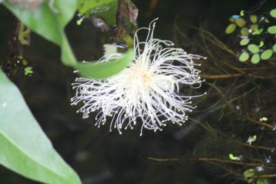 サガリバナを求めて（咲くやこの花館）