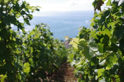 スイス＆フランス自由旅行２　世界遺産のブドウ畑　ラヴォ―地区