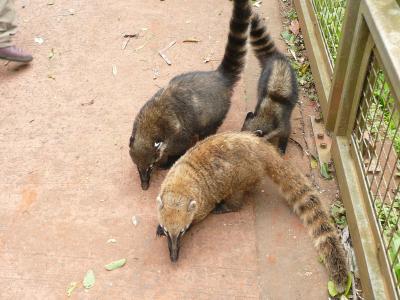 猫探し【アルゼンチン・Argentina（イグアスでは謎の動物が猫ちゃんの居場所を奪っている）編】