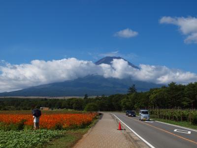 山中湖　散歩−１　花の都公園　冨士にコスモスよく似合う