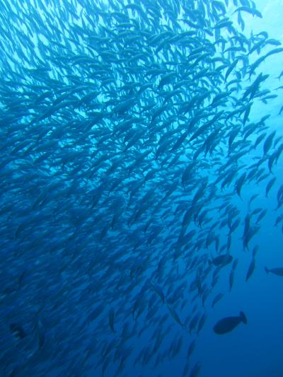 魚影がすごいinモルディブ