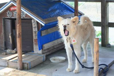 2013夏 ４泊５日 青森三昧レンタカーの旅３　下北→黄金崎