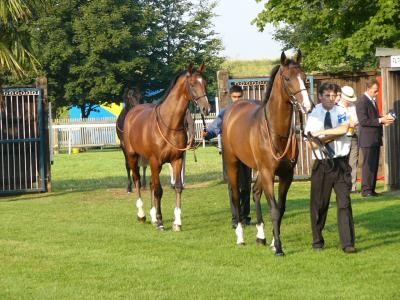 ニューマーケット競馬場　ジュライコース