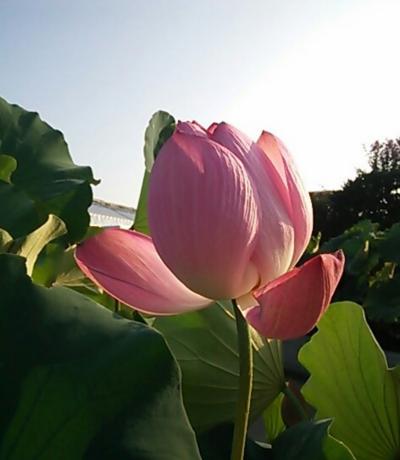 二泊三日 夏の滋賀県一人旅⑥三日目（滋賀草津みずの森植物園、少しだけ彦根駅前）