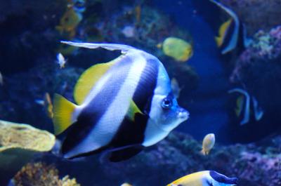 獅子吠える星に来た８　セントーサ島の水族館を堪能