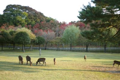 2009年秋　奈良公園紅葉②