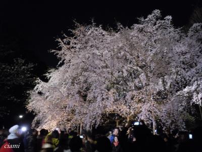 桜と夜桜