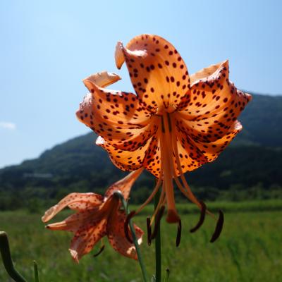 8月末の箱根湿生花園。暑かったけれど，トンボに秋を感じる。