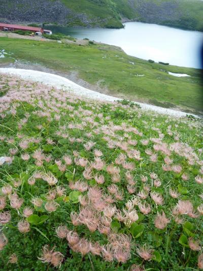 雲上の花園♪　白馬大雪渓から白馬岳に登る♪　２日目