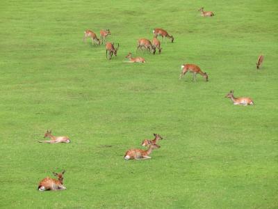 2013秋色・奈良公園