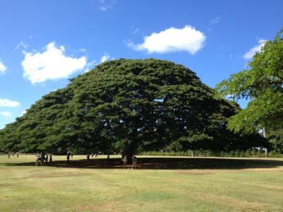 初ハワイですべて個人手配、慣れないレンタカーで周るオアフ島ドタバタ家族旅行～果たして無事に帰れるか？～　出発～１日目