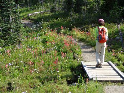 カナディアンロッキー2013夏:08/12(Day5)::お花畑で雨に遭遇 Jade Lake(マウントレベルストークNP)