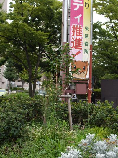 本郷台駅前広場の里帰りの桜（シドモア桜）