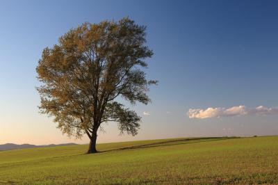 秋を満喫　北海道の旅　④秋色の美瑛