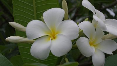 2013 08 Pai,Koh Chang,Bangkokの旅　7日目