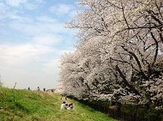 多摩川の桜