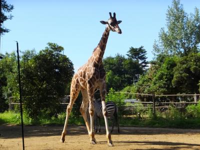 八木山動物園！