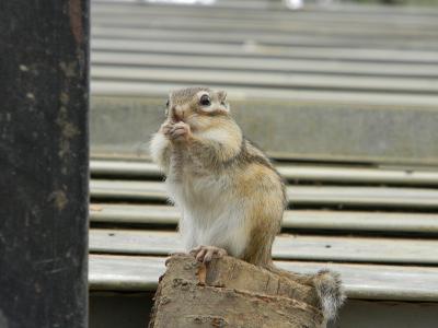 リスに餌あげ　なんとｶﾞ━━(;ﾟДﾟ)━━ﾝ!!に　【飛騨高山　自然の森】　