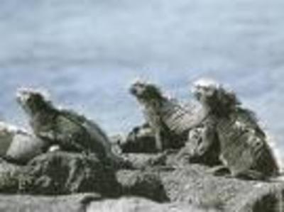 ガラパゴス諸島