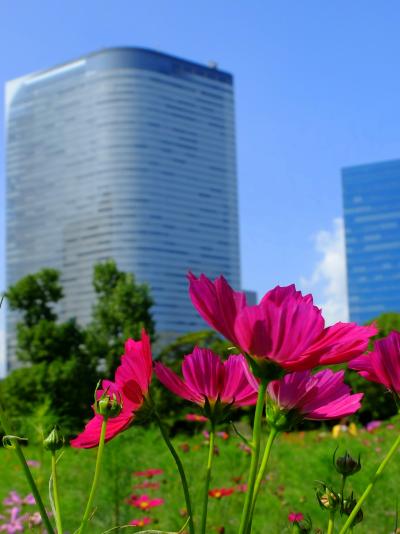 「　コスモス咲く　浜離宮恩賜庭園　」　2013