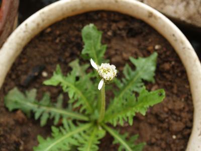 秋咲きシロバナタンポポの開花−2013年秋