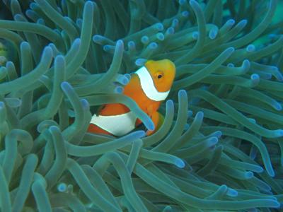 どれだけ好きなのか石垣島