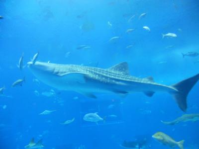 2011沖縄家族旅行