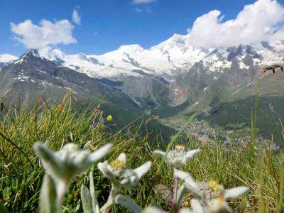 スイスハイキング２０１３・２９日目：サースフェーでもエーデルワイス群生場所発見・クロイツボーデン～アルマゲラーアルプ～サーズアルマゲル