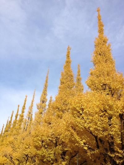 明治神宮外苑のいちょう並木に行きました