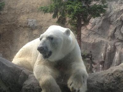 2歳夏休み！子連れde道東周遊～黒岳・旭山動物園編～