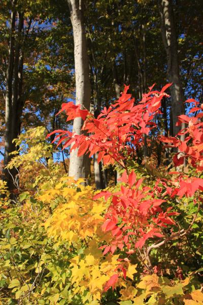 八甲田・奥入瀬　１泊２日紅葉の旅　①八甲田・十和田ゴールドライン/城ヶ倉大橋/蔦沼