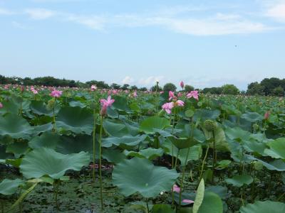 初めて行ってみた夏の瓢湖