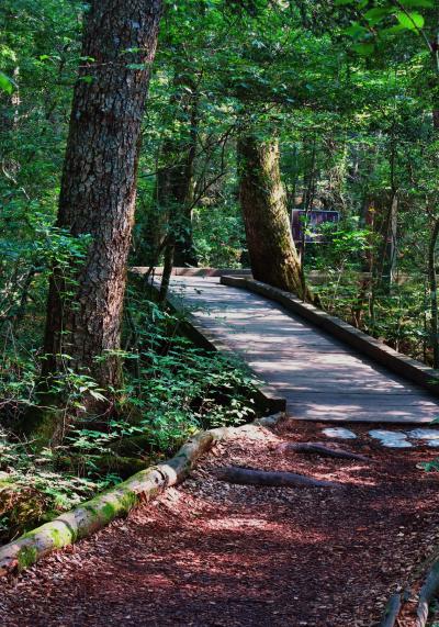 西湖　こうもり穴　青木が原樹海の溶岩洞穴　☆ヘルメットかぶり探検気分
