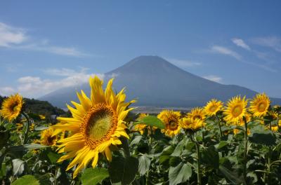 富士山と向日葵２０１３