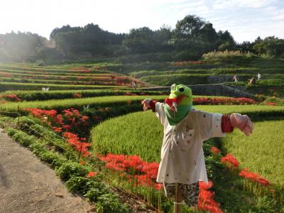 奈良・飛鳥の彼岸花と案山子ﾛｰﾄﾞ/２０１３年９月