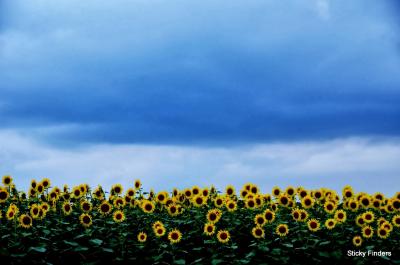 オランダ村~鬼怒グリーンパーク~さくら市勝山公園~さくら市狭間田の県道沿いのヒマワリ畑