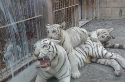2013年　9月　ハイブリッド型のレジャーランド、東武動物公園の「ホワイトタイガー」の子供達（4トラ）は遊び盛り