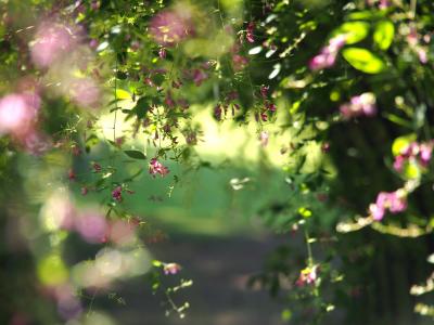 今度は、ピークを過ぎちゃったぁ～～＼(◎o◎)／！・・・　★仙台・野草園の萩★