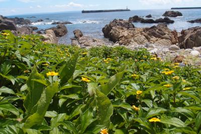 屋久島に行ってみた（4日目）