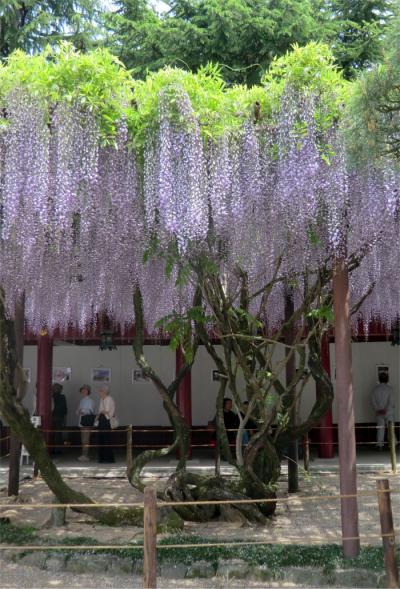 笠間花めぐり。1笠間稲荷の八重の藤と大藤 