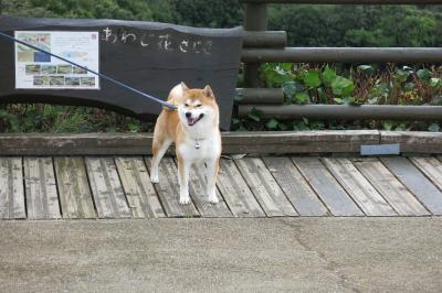 柴犬　コウタ　ＩＮ　淡路島。ハナ＆キッスへ！