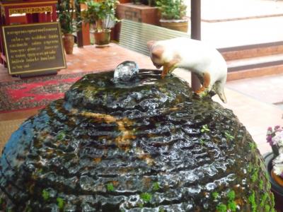 タイ北部のたび    ﾁｪﾝﾗｲ・ﾁｪﾝｾｰﾝの旅　